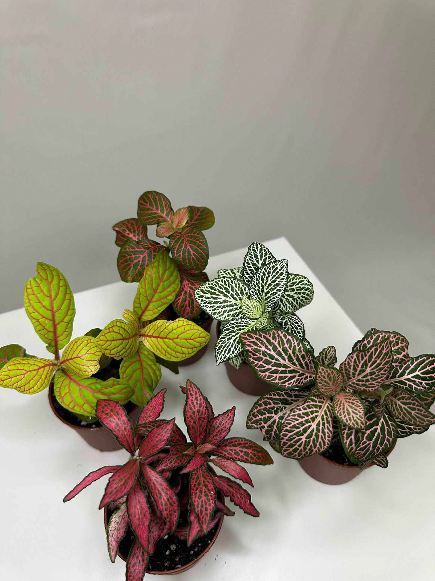 Fittonia Bundle