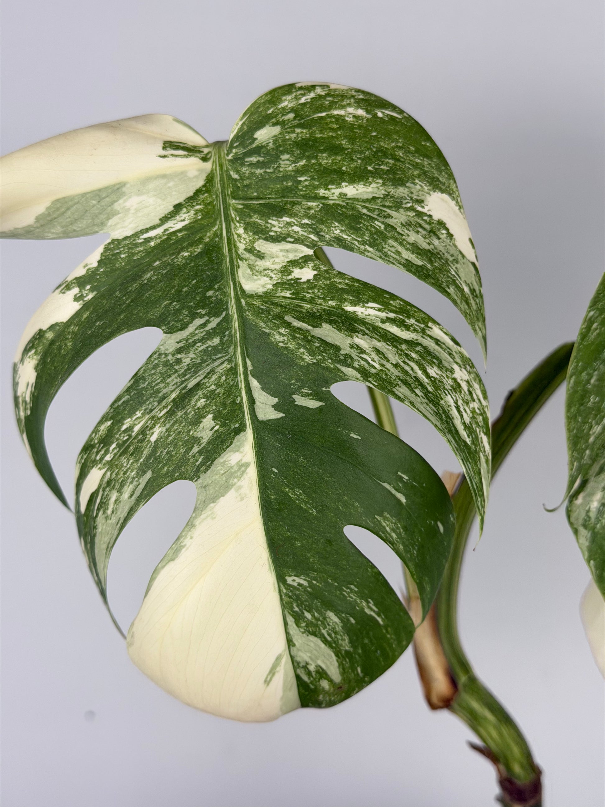 Monstera Albo variegata | Ophelia Monstera Tropical Corner