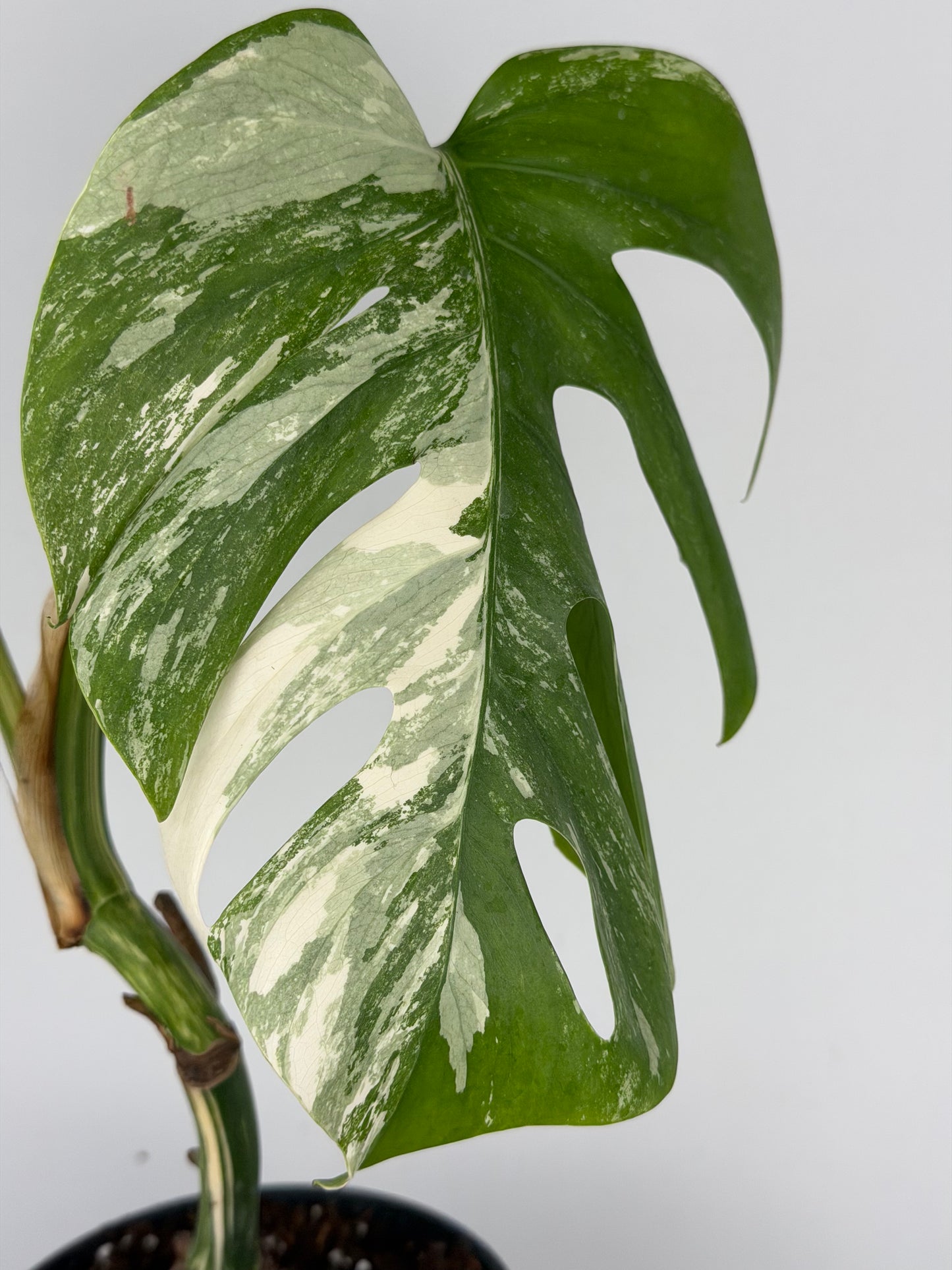 Monstera Albo variegata | Ophelia Monstera Tropical Corner