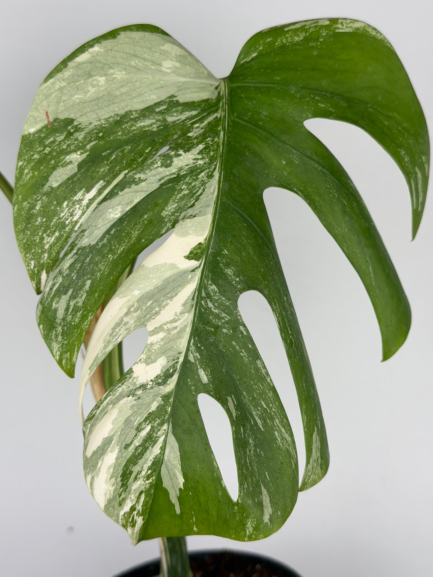Monstera Albo variegata | Ophelia Monstera Tropical Corner