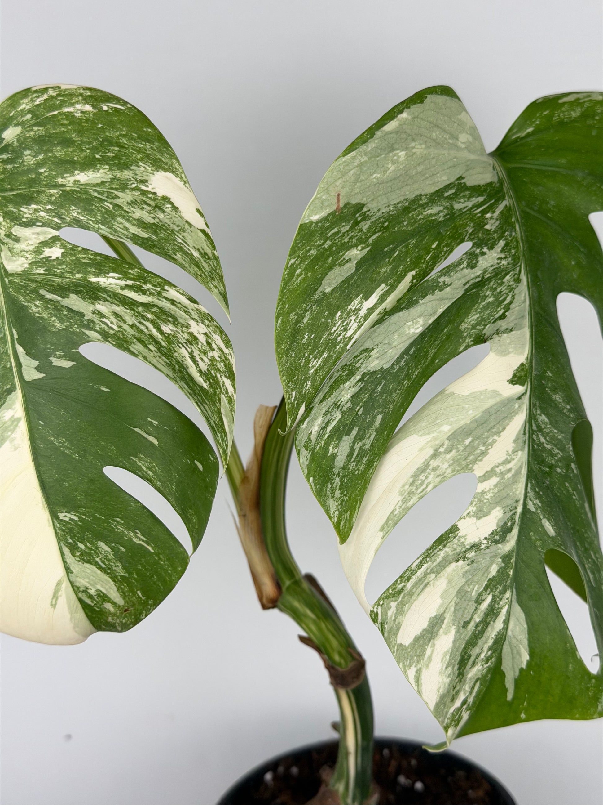 Monstera Albo variegata | Ophelia Monstera Tropical Corner