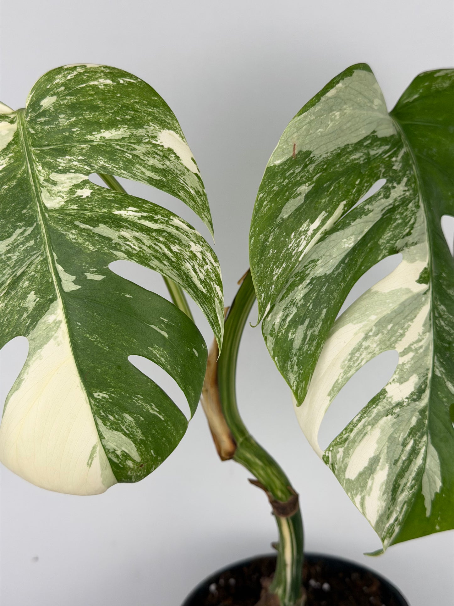 Monstera Albo variegata | Ophelia Monstera Tropical Corner