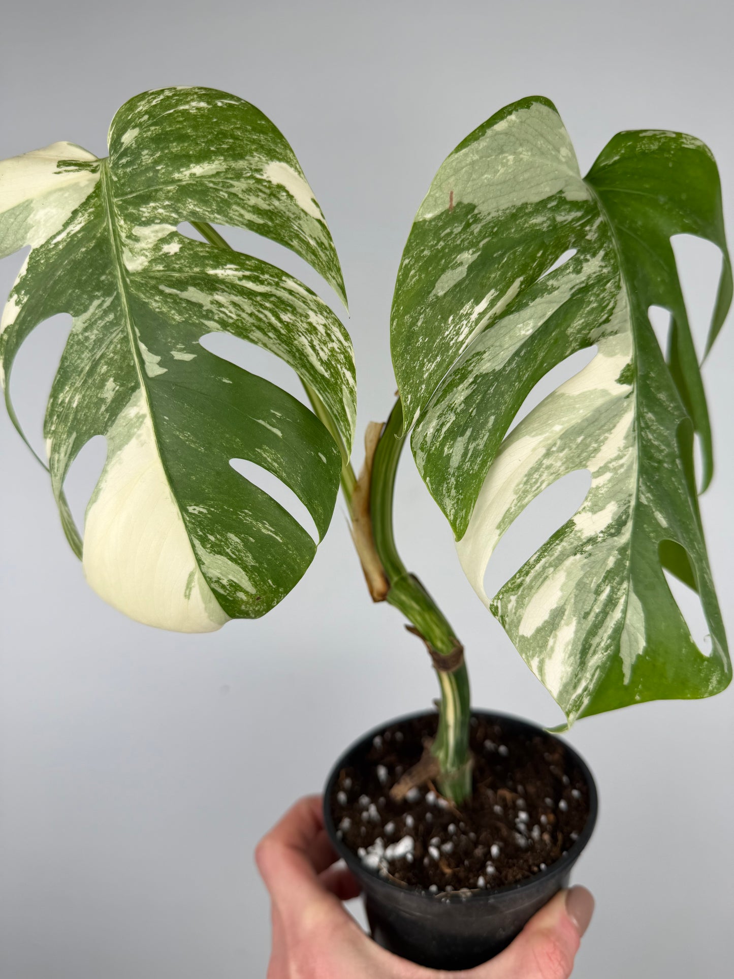 Monstera Albo variegata | Ophelia Monstera Tropical Corner