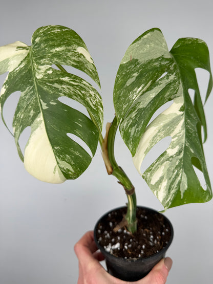 Monstera Albo variegata | Ophelia Monstera Tropical Corner
