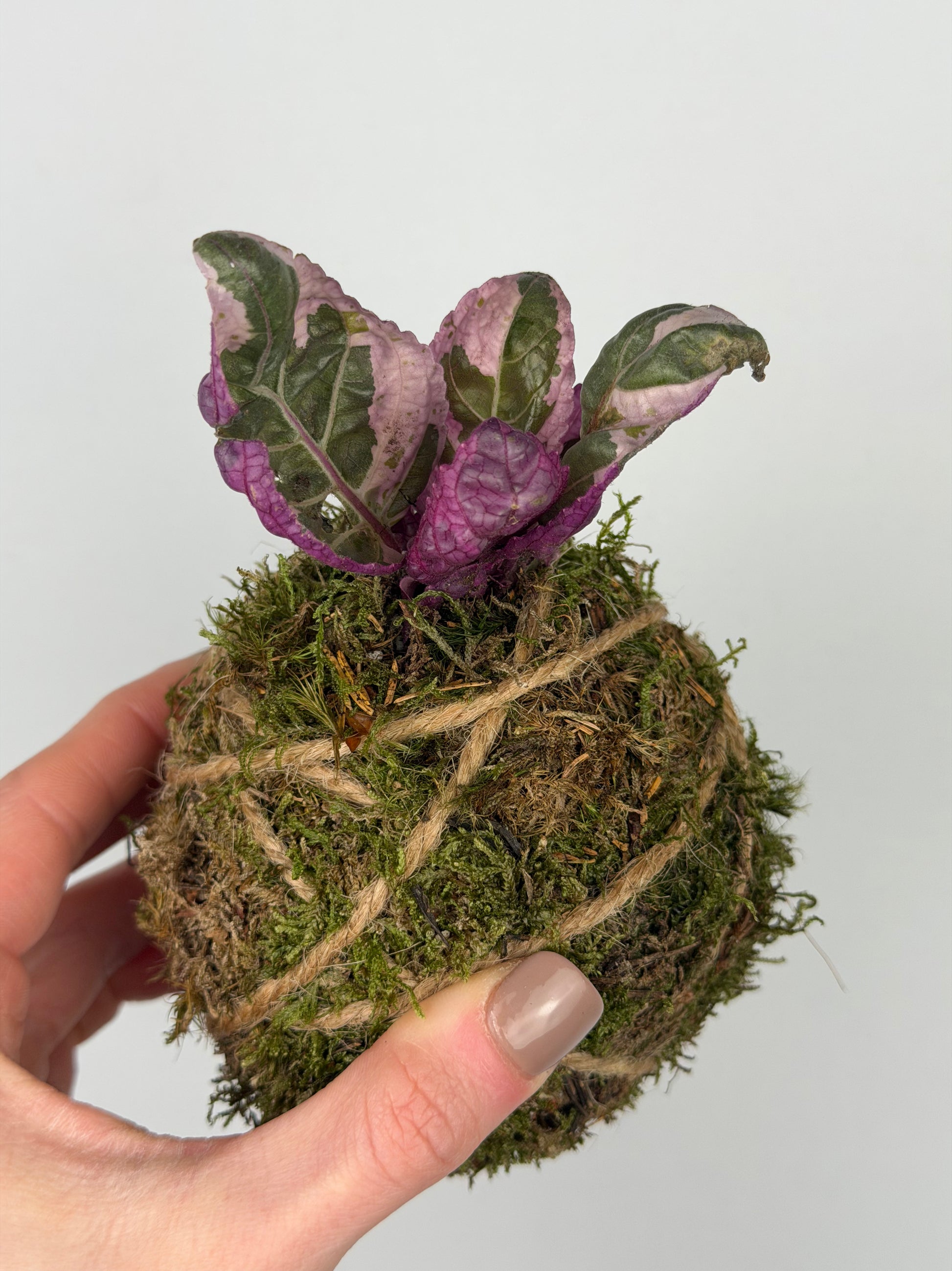 Baby Kokedama Hemigraphis alternata 'Snow White' | Artemisia Baby Kokedama Tropical Corner