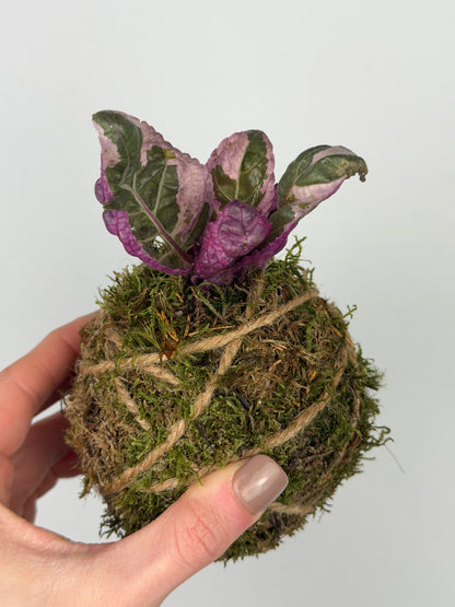 Baby Kokedama Hemigraphis alternata 'Snow White' | Artemisia Baby Kokedama Tropical Corner