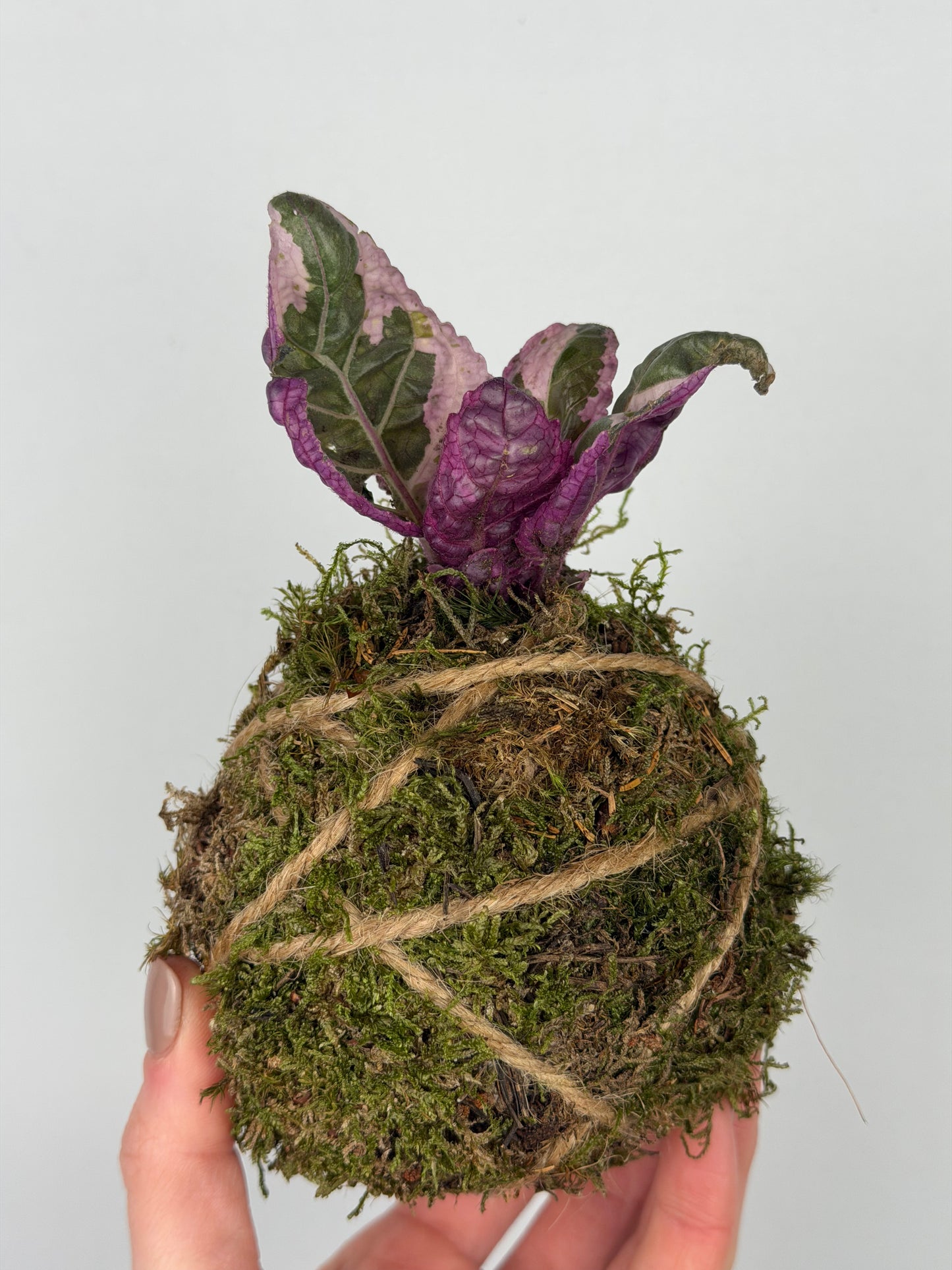 Baby Kokedama Hemigraphis alternata 'Snow White' | Artemisia Baby Kokedama Tropical Corner