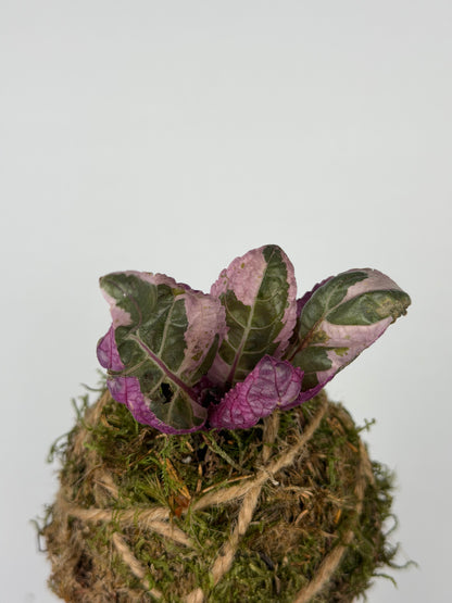 Baby Kokedama Hemigraphis alternata 'Snow White' | Artemisia Baby Kokedama Tropical Corner
