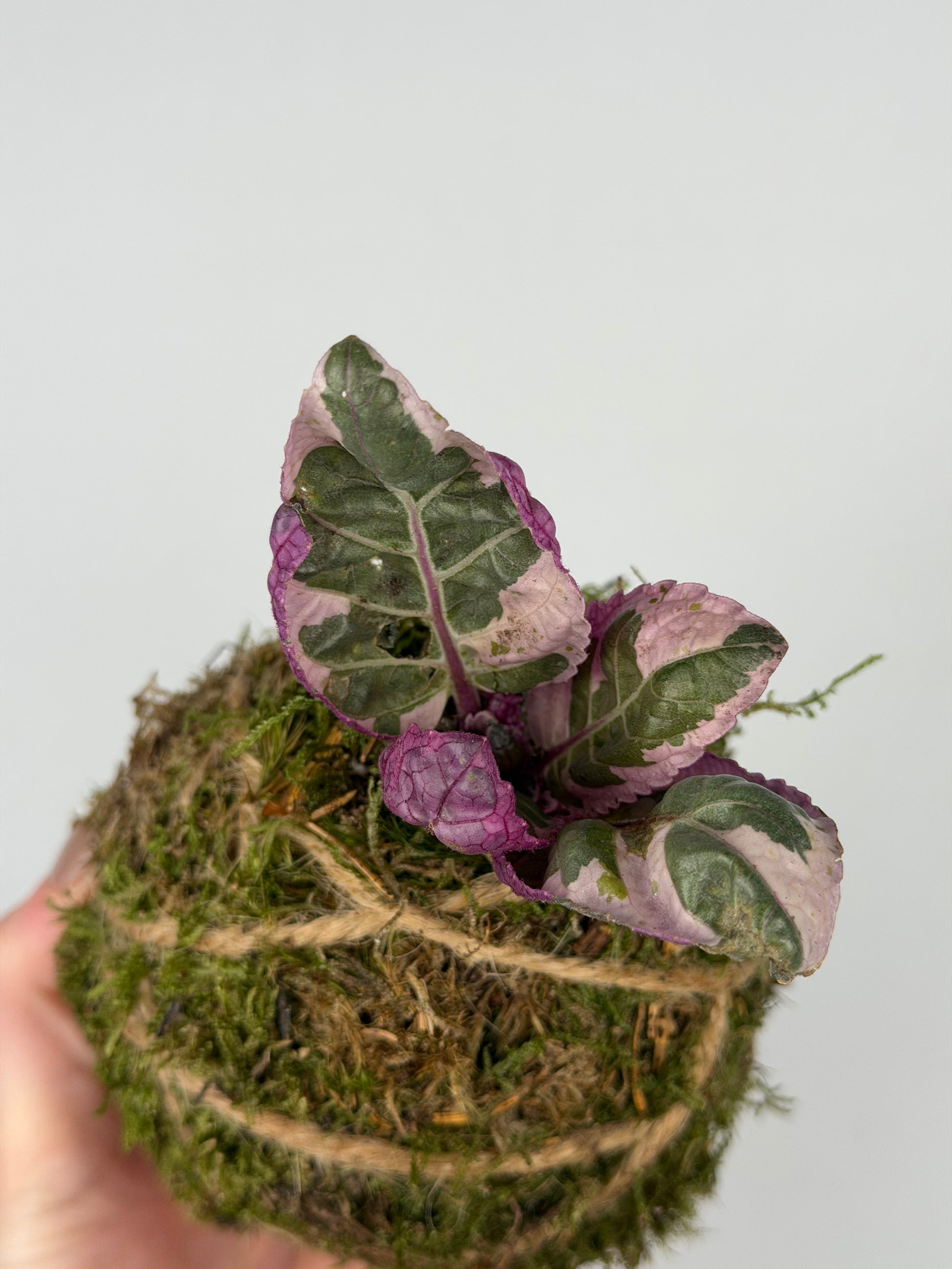 Baby Kokedama Hemigraphis alternata 'Snow White' | Artemisia Baby Kokedama Tropical Corner