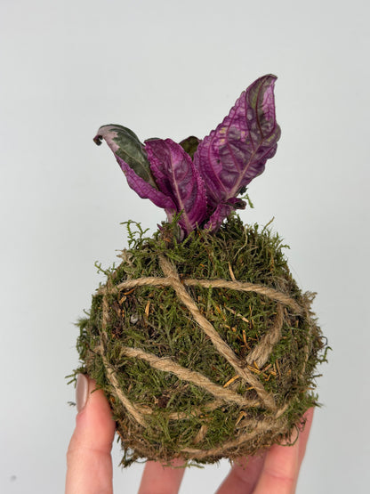 Baby Kokedama Hemigraphis alternata 'Snow White' | Artemisia Baby Kokedama Tropical Corner