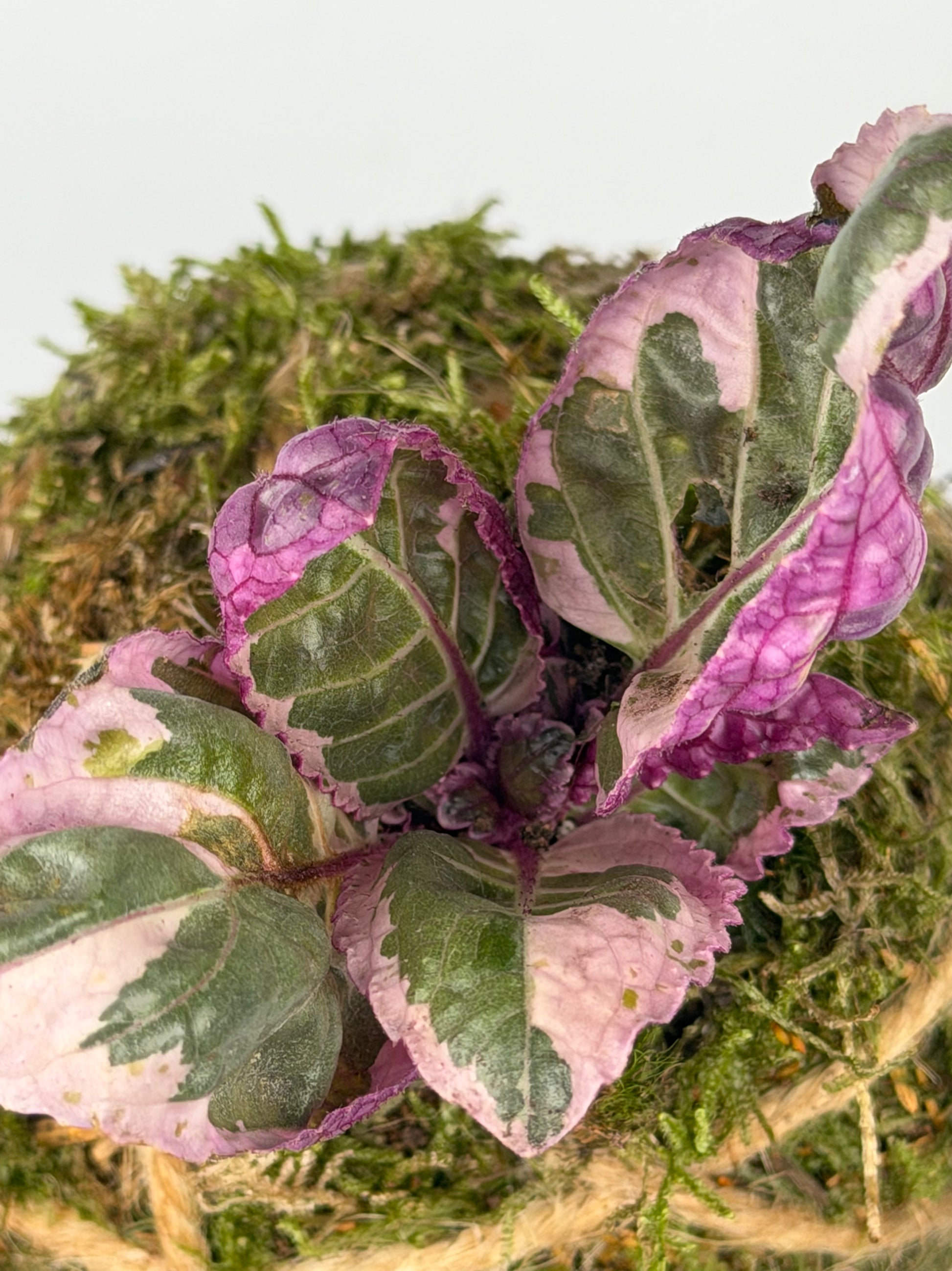 Baby Kokedama Hemigraphis alternata 'Snow White' | Artemisia Baby Kokedama Tropical Corner