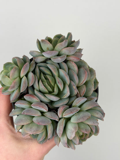 Echeveria 'Raspberry ice' Echeveria Tropical Corner