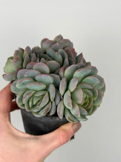 Echeveria 'Raspberry ice' Echeveria Tropical Corner