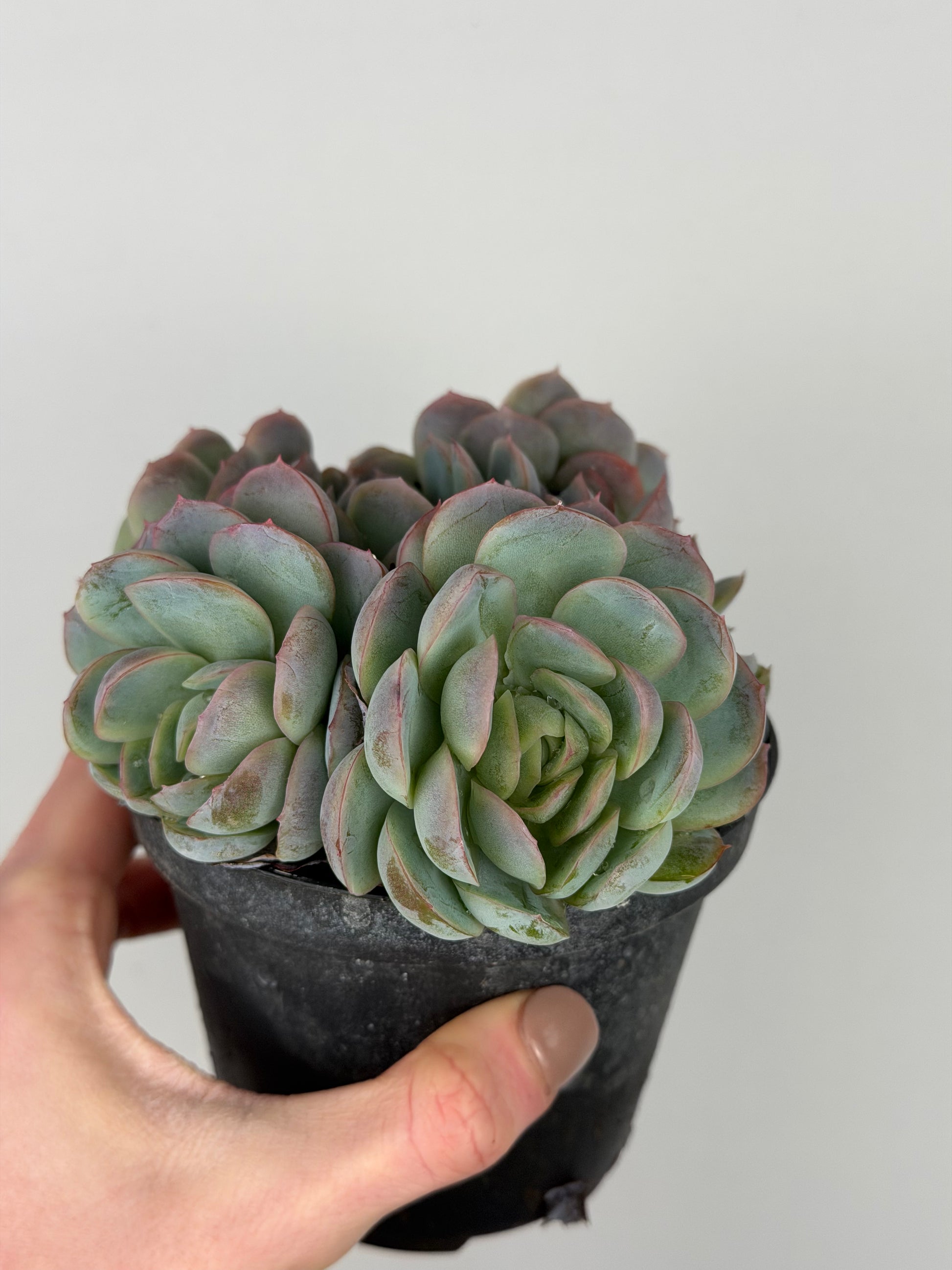 Echeveria 'Raspberry ice' Echeveria Tropical Corner