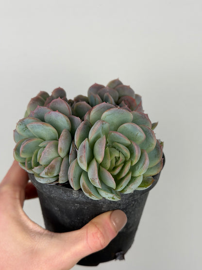 Echeveria 'Raspberry ice' Echeveria Tropical Corner