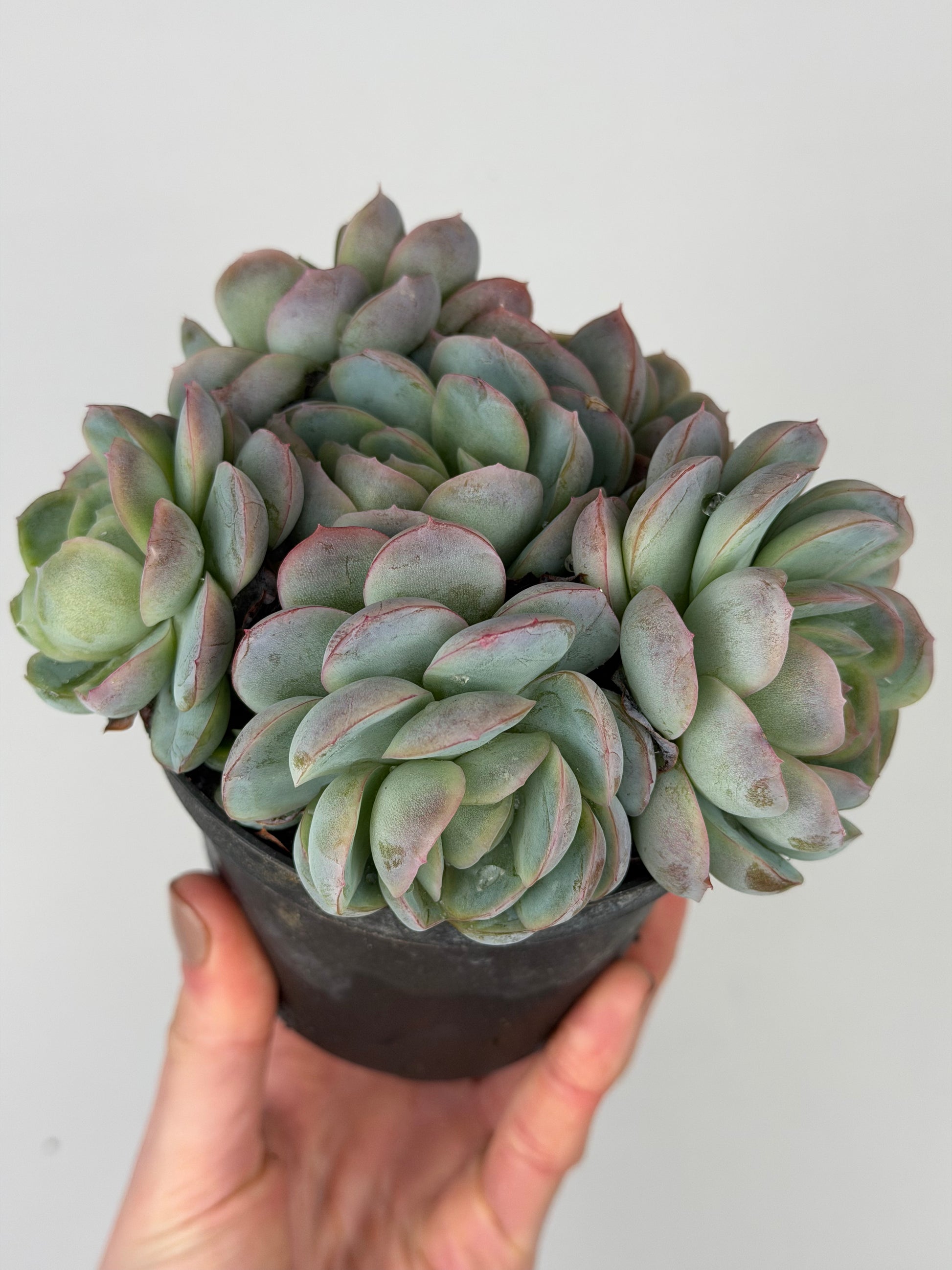 Echeveria 'Raspberry ice' Echeveria Tropical Corner
