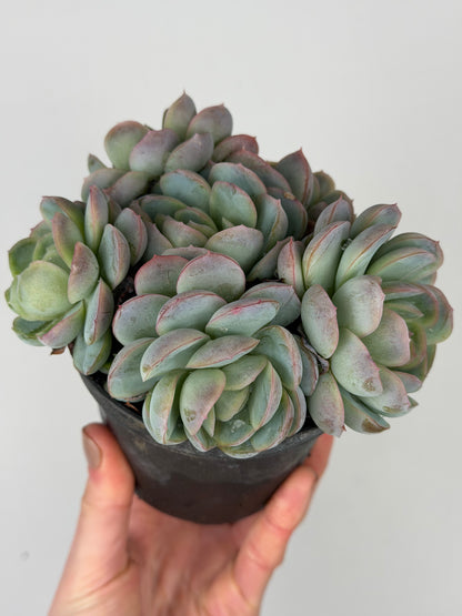Echeveria 'Raspberry ice' Echeveria Tropical Corner