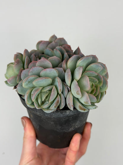 Echeveria 'Raspberry ice' Echeveria Tropical Corner