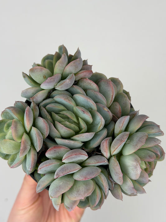 Echeveria 'Raspberry ice' Echeveria Tropical Corner