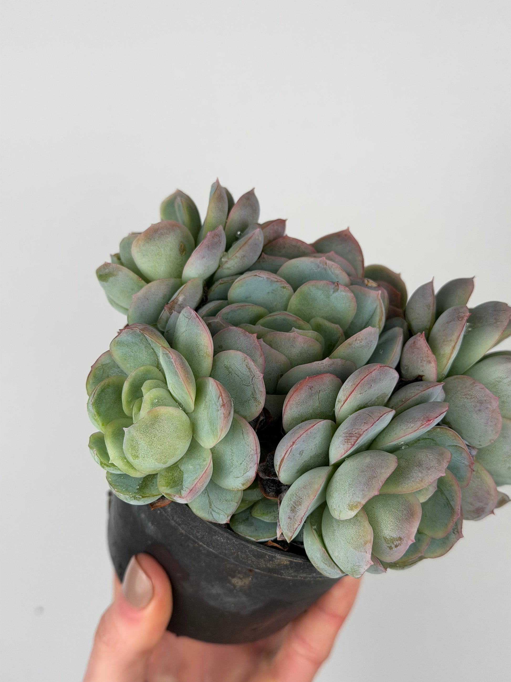 Echeveria 'Raspberry ice' Echeveria Tropical Corner