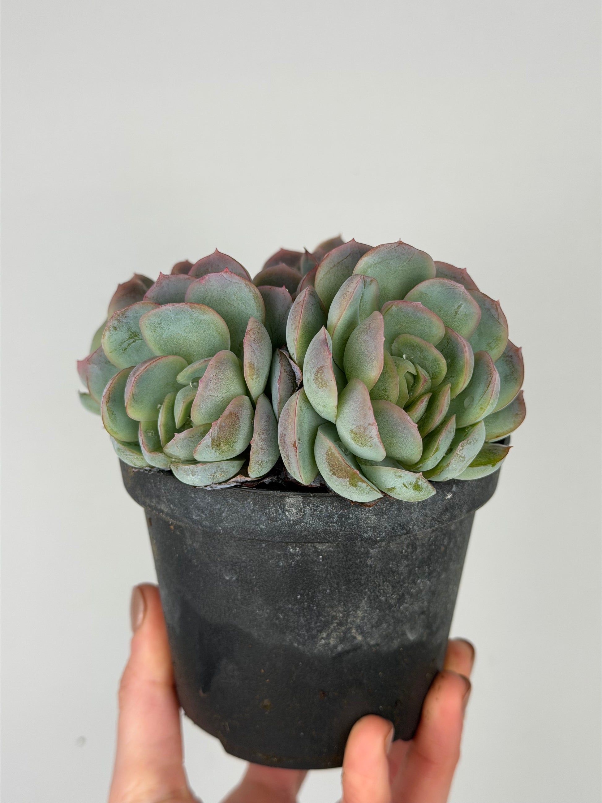 Echeveria 'Raspberry ice' Echeveria Tropical Corner