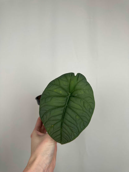 Alocasia Melo | Millie