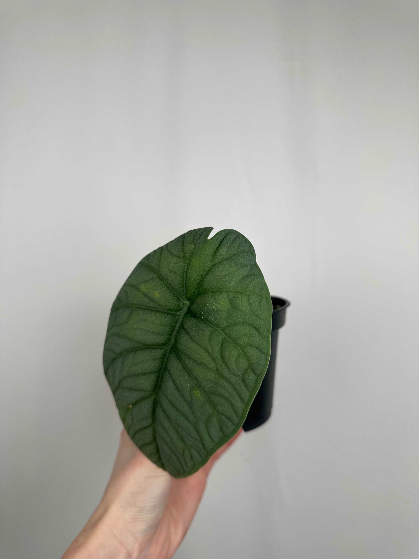 Alocasia Melo | Millie