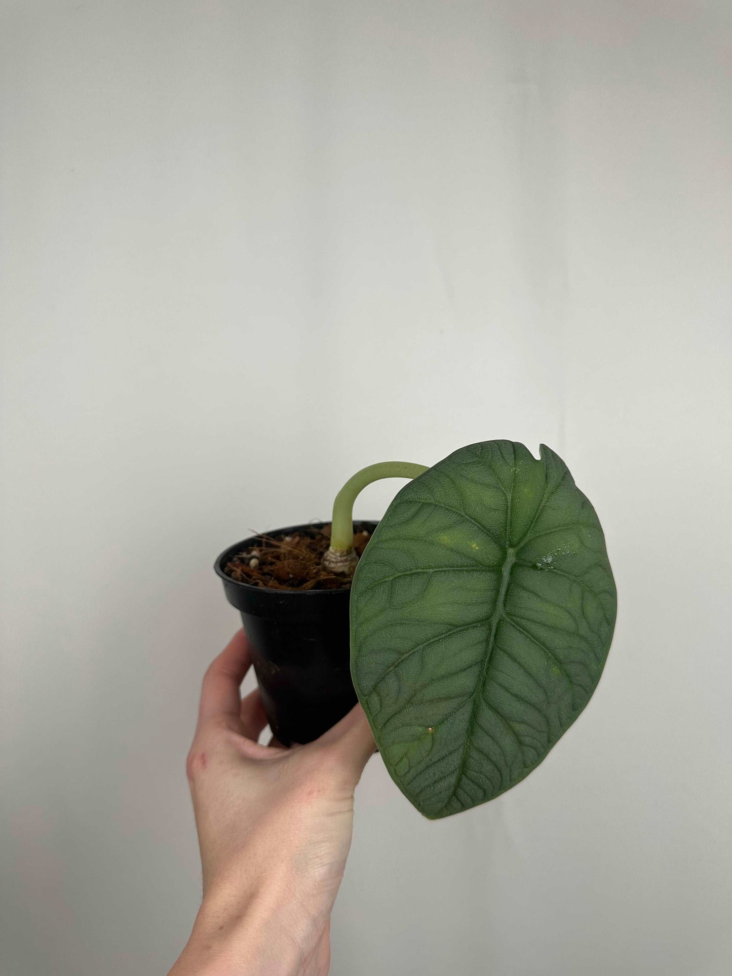 Alocasia Melo | Millie