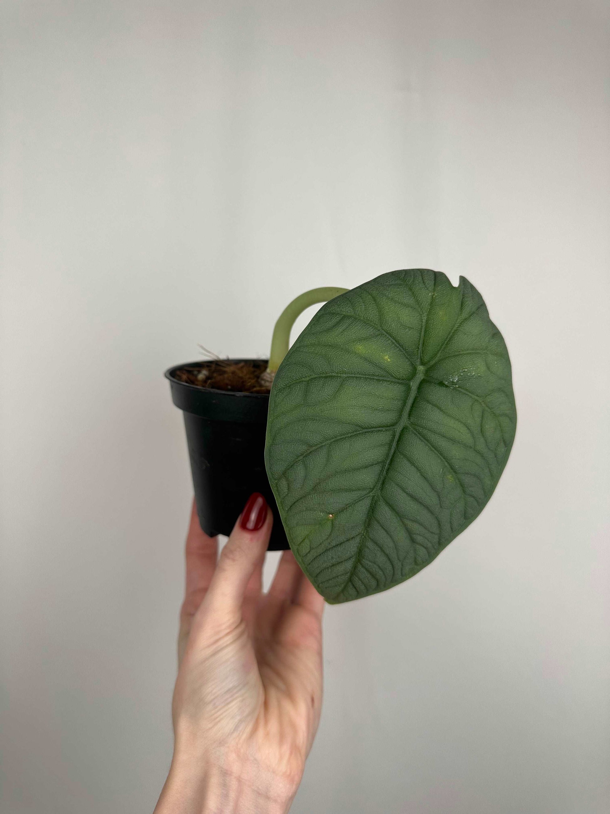 Alocasia Melo | Millie