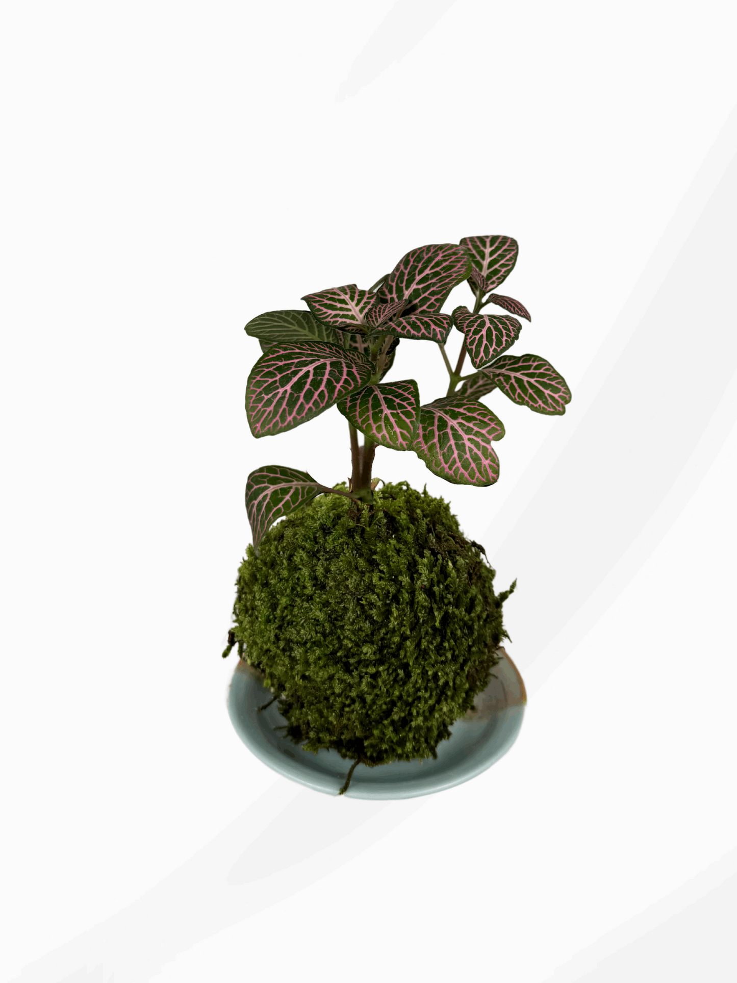 Kokedama | Fittonia Pink