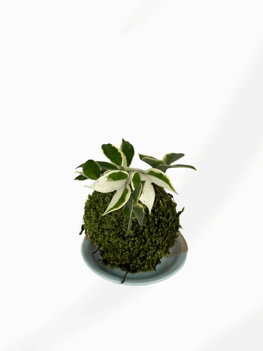 Kokedama | Hoya Krimson Queen