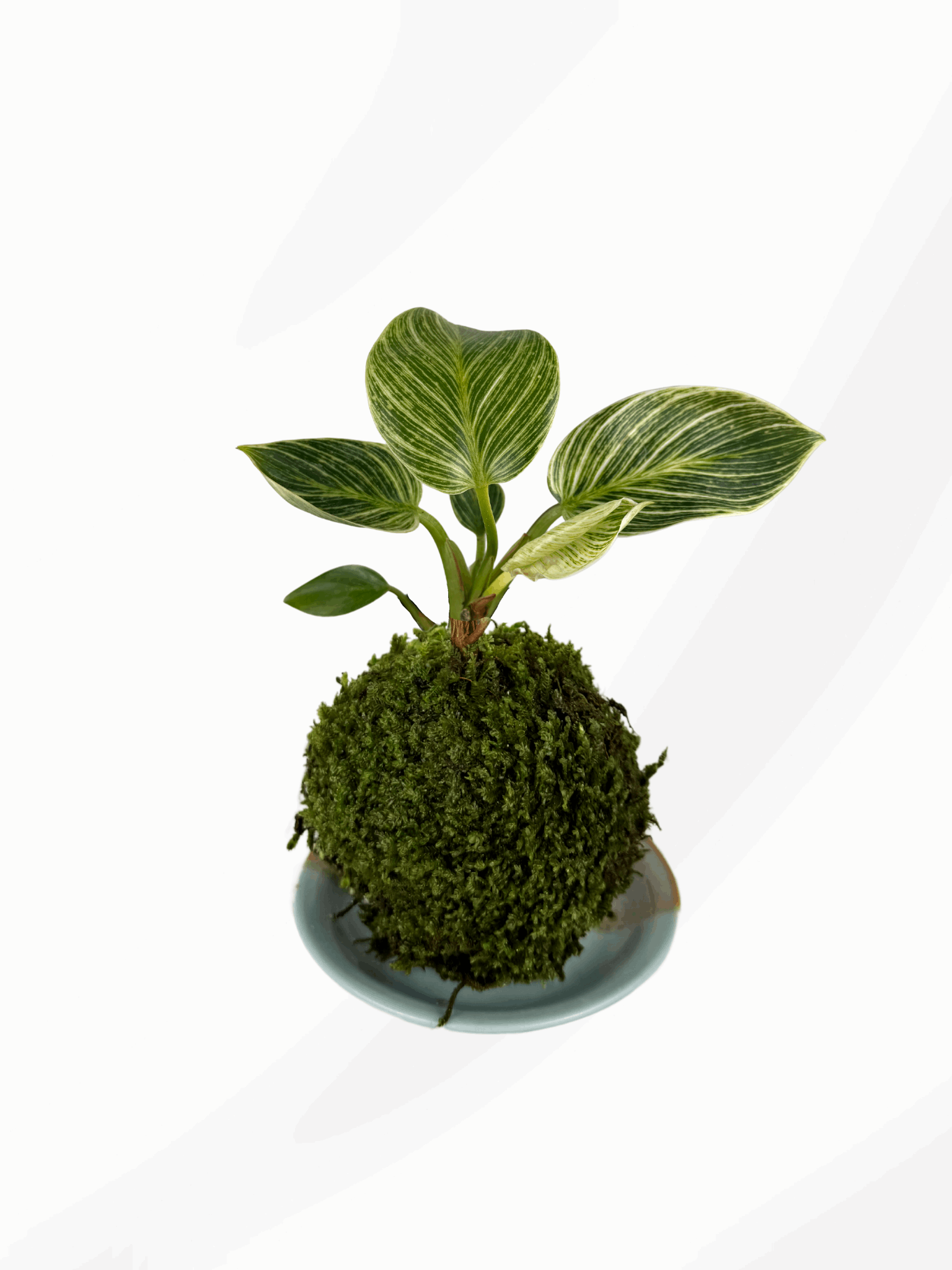 Kokedama | Philodendron Birkin