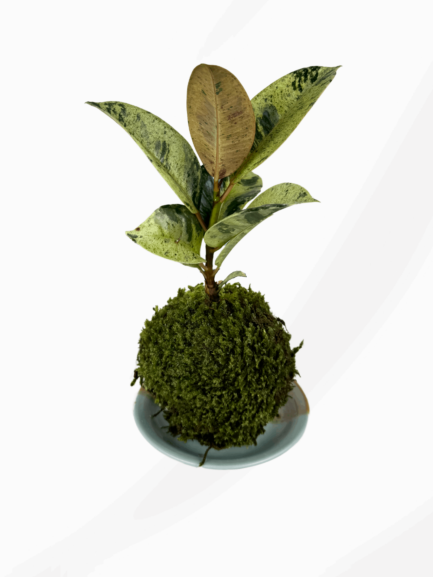 Kokedama | Ficus Shivereana Moonshine