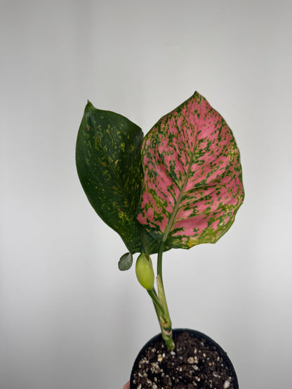 Aglaonema Spotted Star | Emma