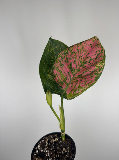 Aglaonema Spotted Star | Emma