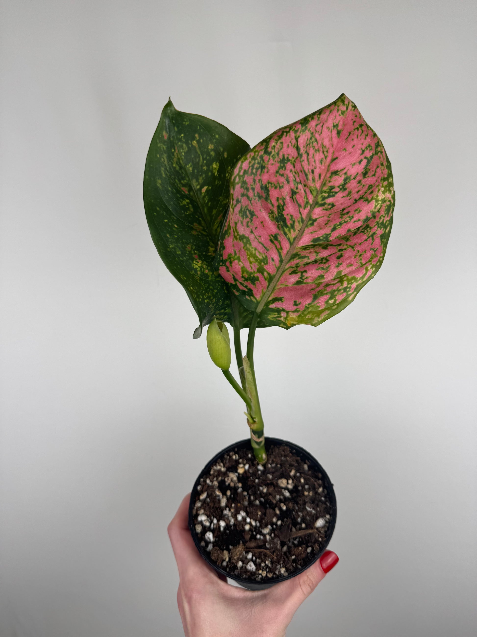 Aglaonema Spotted Star | Emma