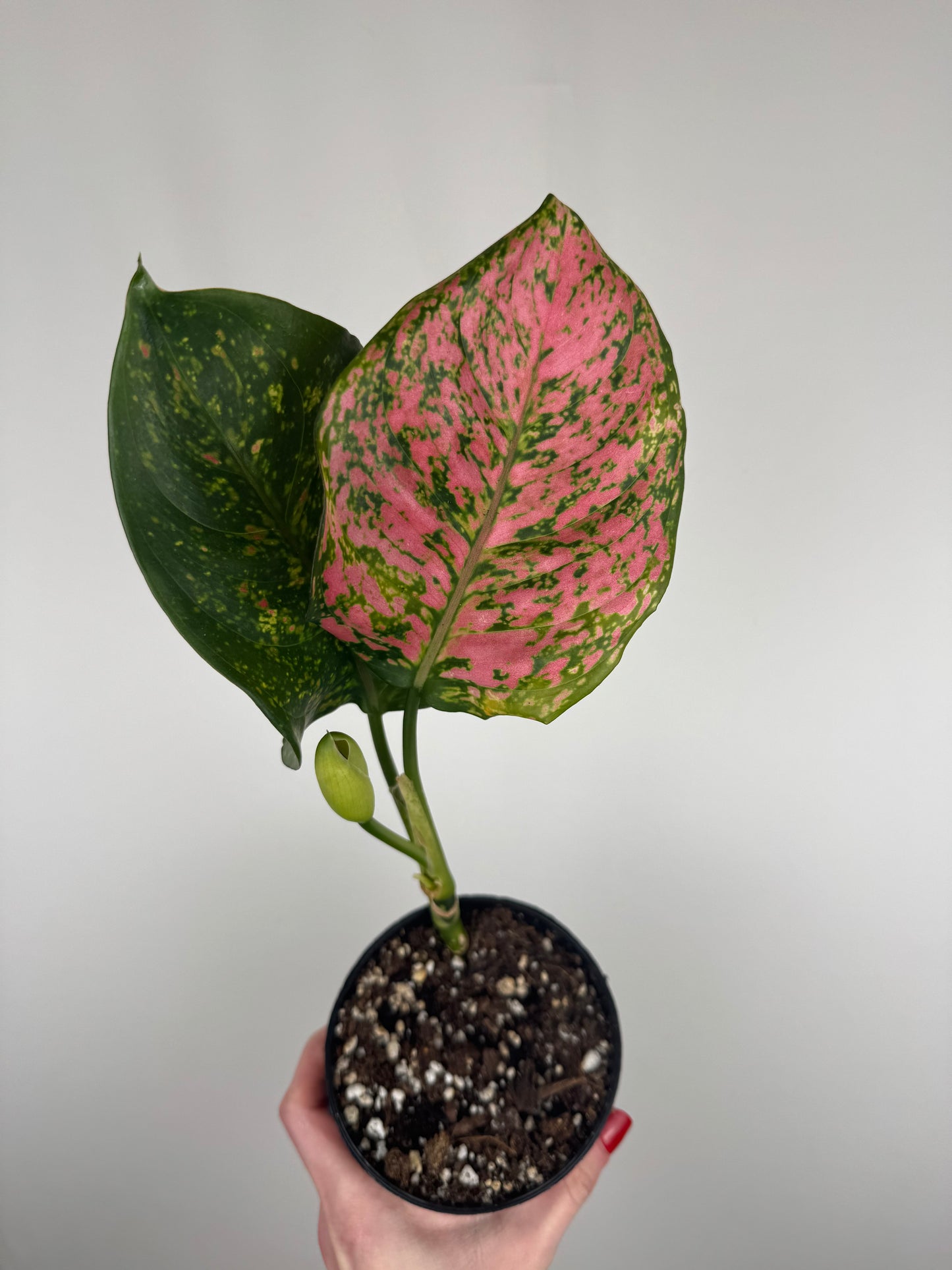 Aglaonema Spotted Star | Emma