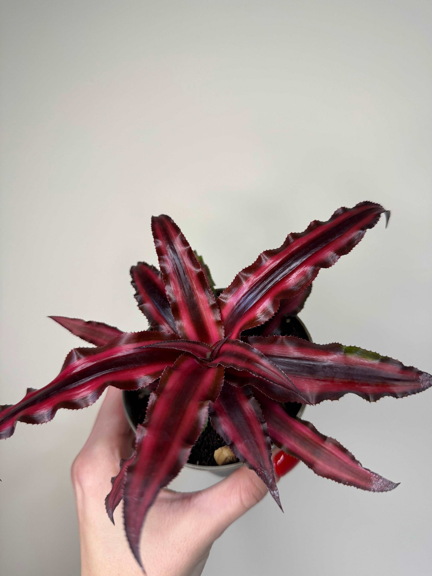 Cryptanthus Bivittatus “Ruby” Red Star