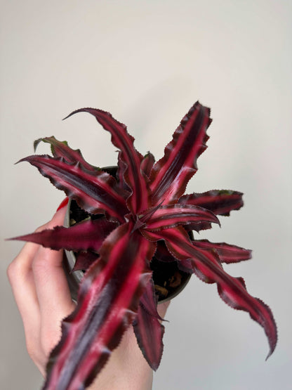 Cryptanthus Bivittatus “Ruby” Red Star