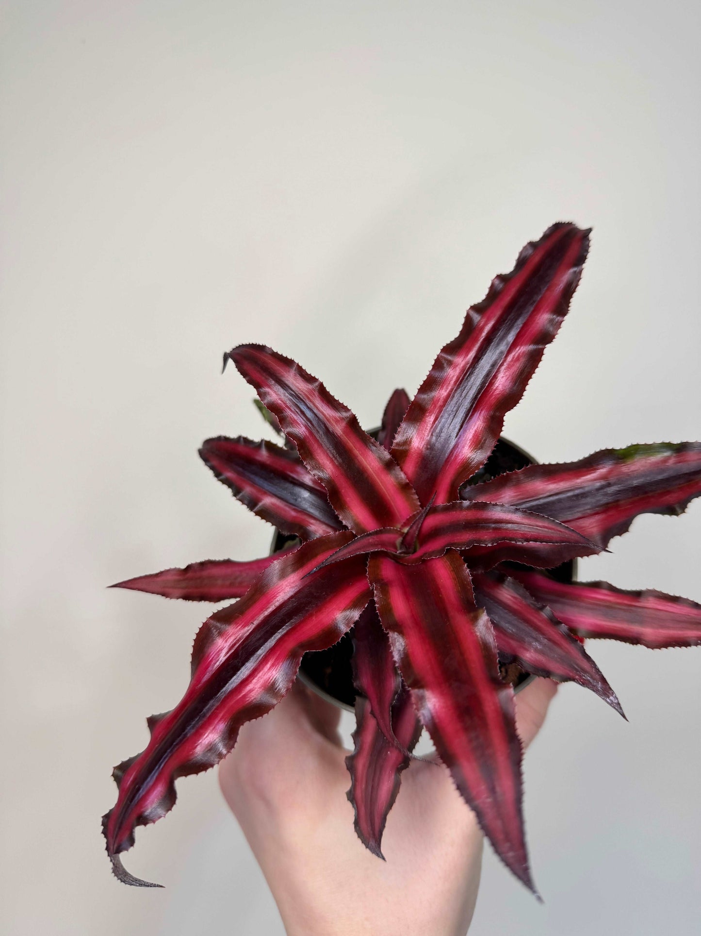 Cryptanthus Bivittatus “Ruby” Red Star