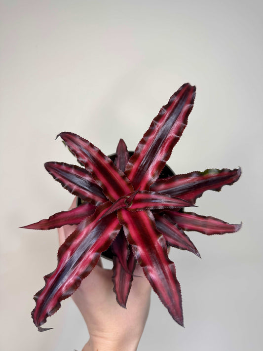 Cryptanthus Bivittatus “Ruby” Red Star