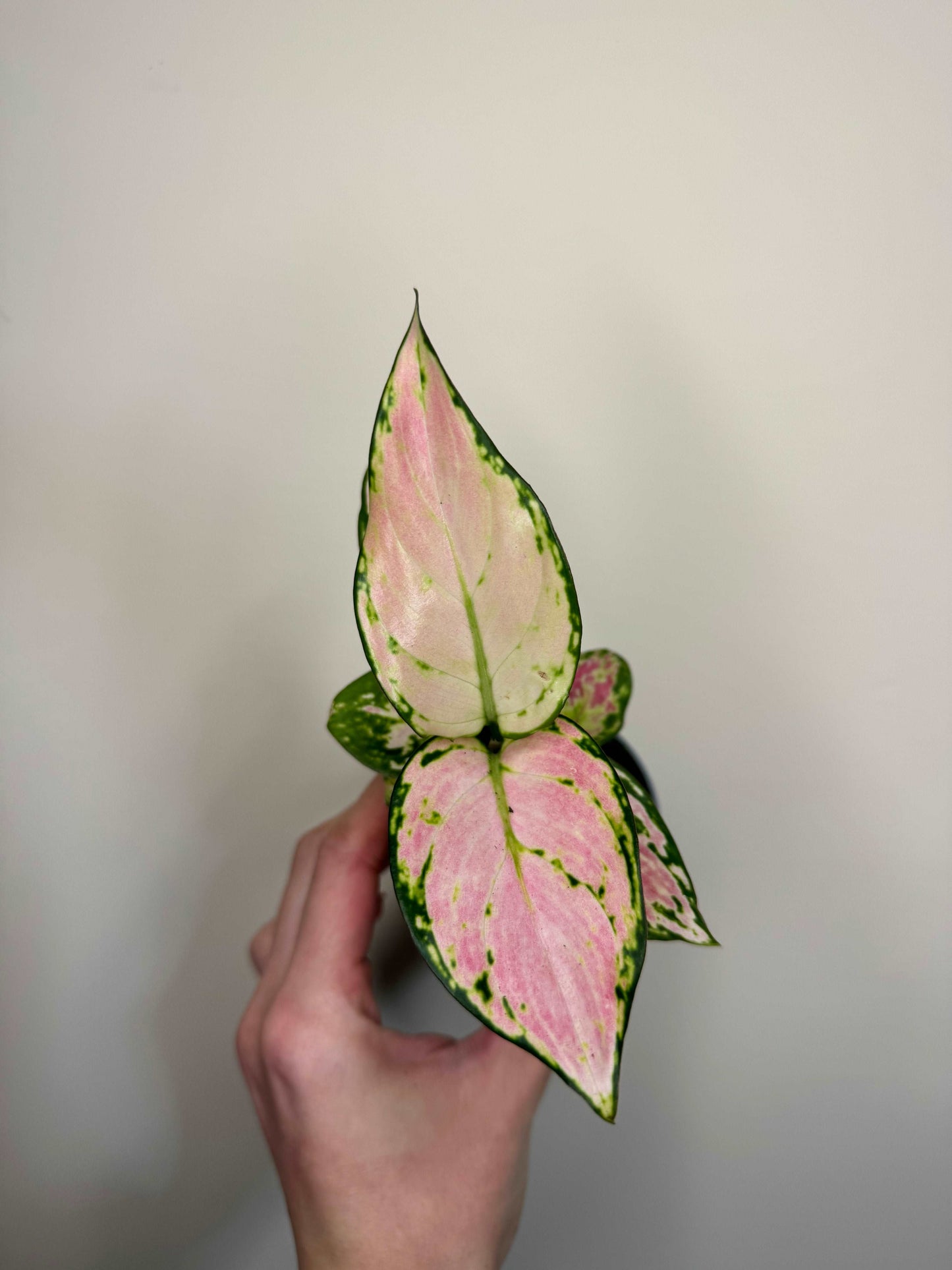 Aglaonema “Red Valentine”