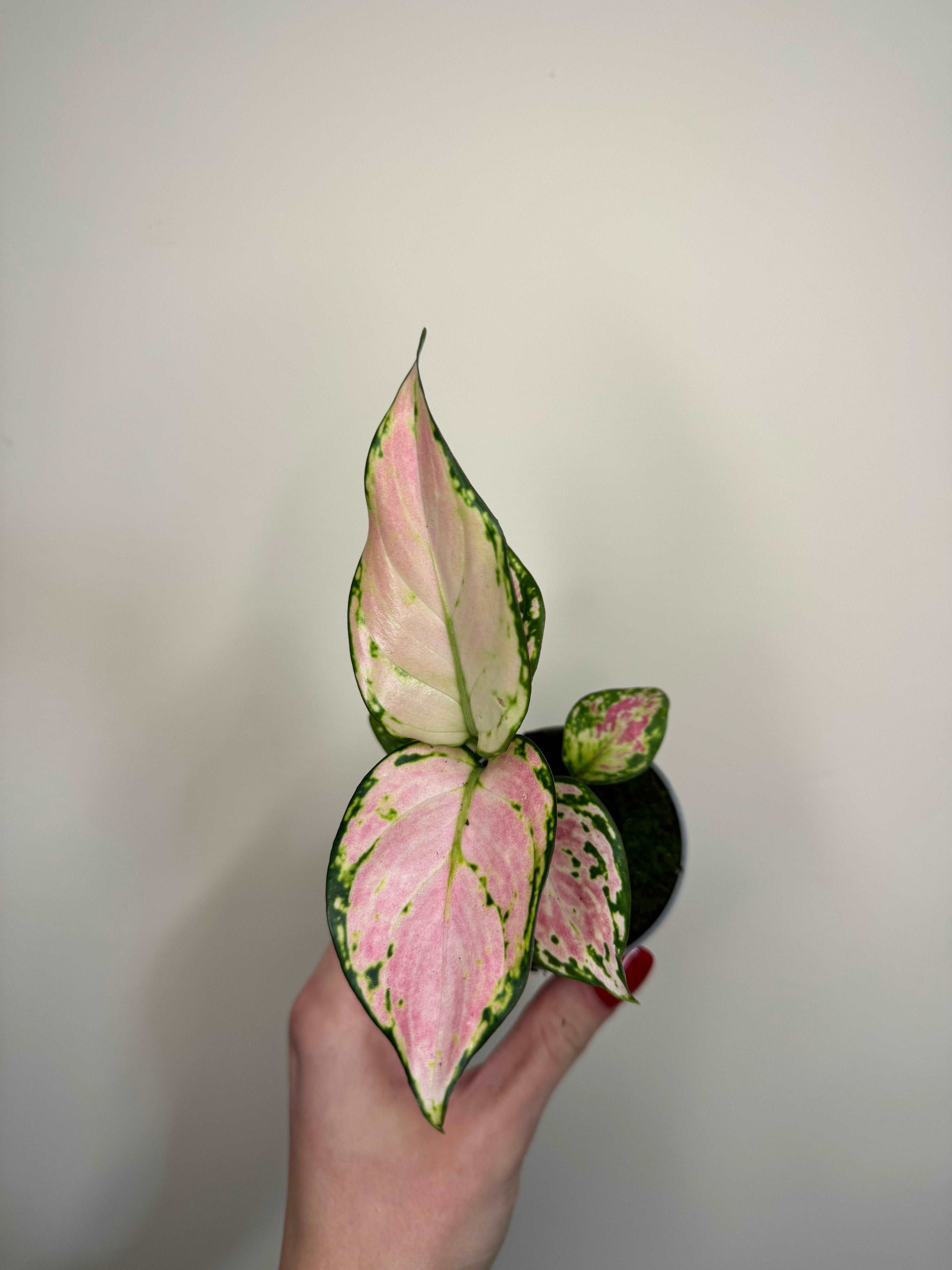 Aglaonema “Red Valentine”