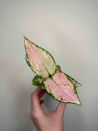 Aglaonema “Red Valentine”
