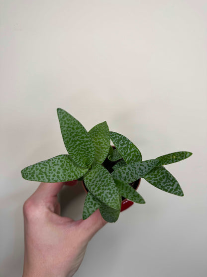 Scilla Pauciflora | Ledebouria