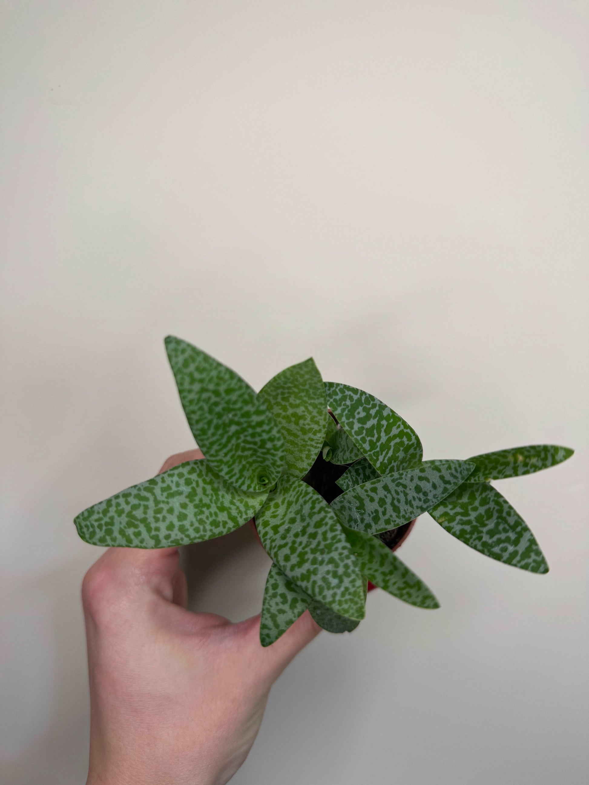 Scilla Pauciflora | Ledebouria