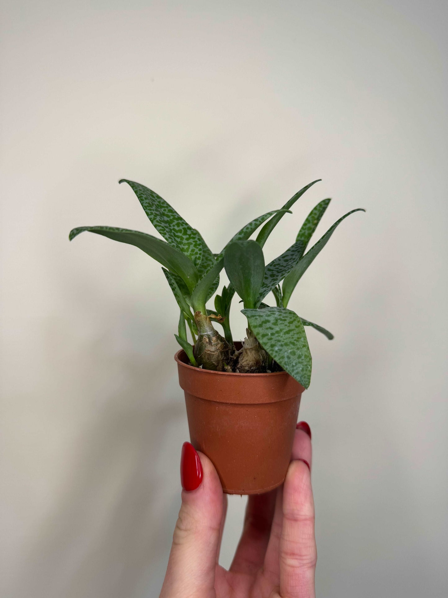 Scilla Pauciflora | Ledebouria