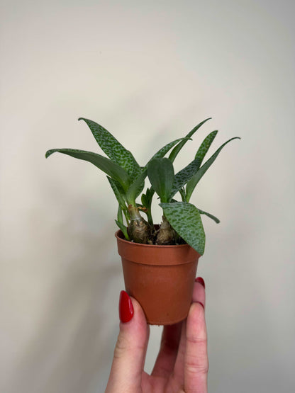 Scilla Pauciflora | Ledebouria