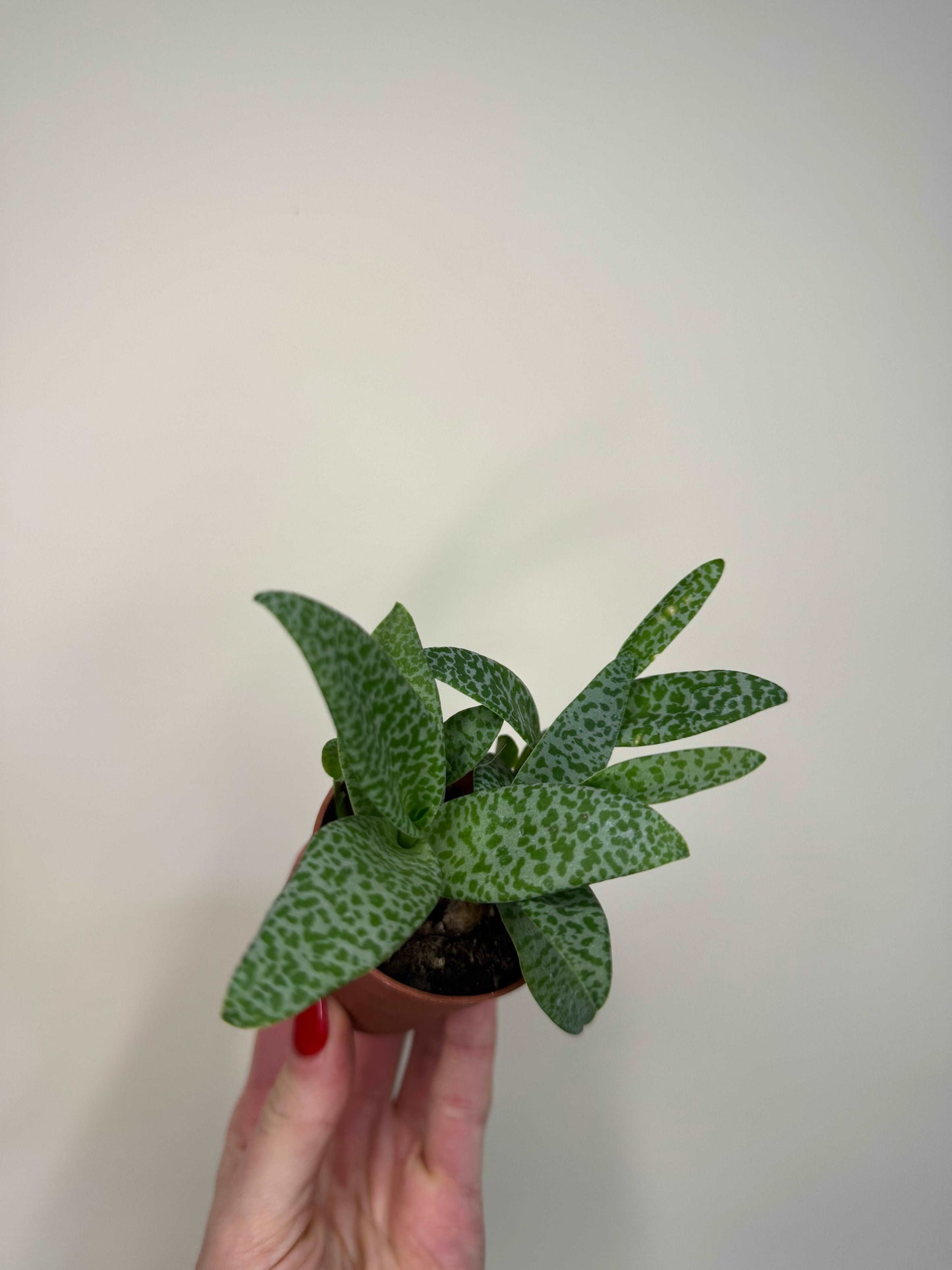 Scilla Pauciflora | Ledebouria