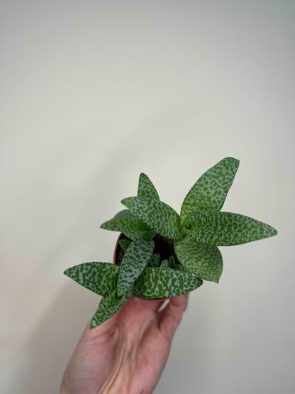 Scilla Pauciflora | Ledebouria